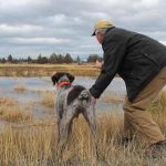 How to Train Dog to Hunt