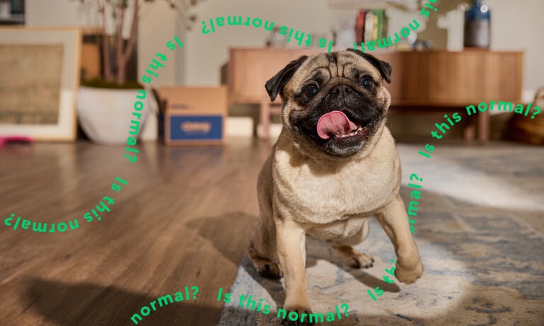 How to Train Dog to Not Run Away