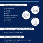 How to Train Dog to Pee