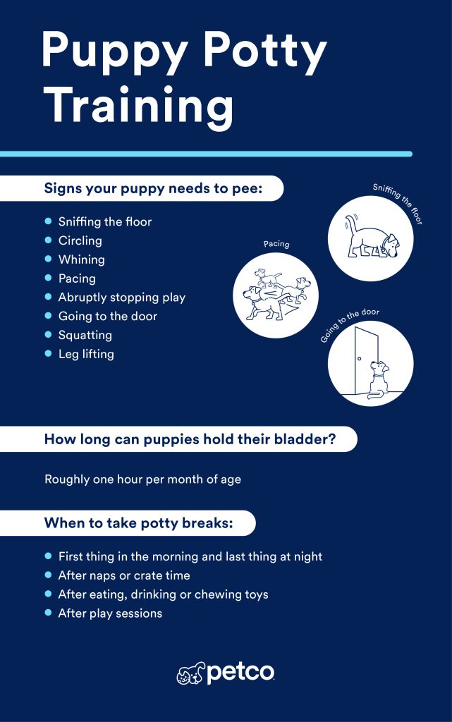 How to Train Dog to Pee