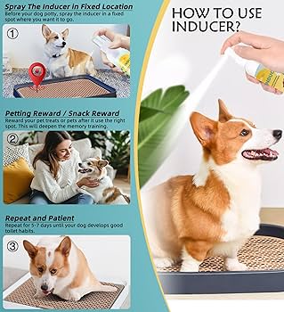 How to Train Dog to Pee in One Spot