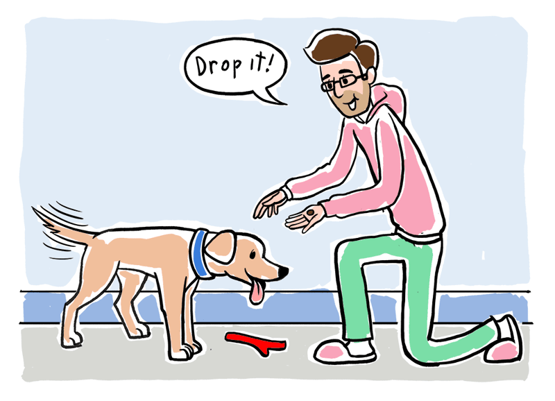 How to Train Dog to Play Fetch