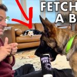 How to Train Dog to Retrieve