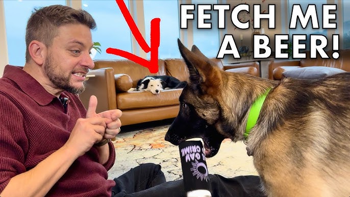 How to Train Dog to Retrieve