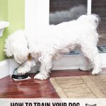 How to Train Dog to Ring Bell