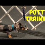 How to Train Dog to Ring Bell to Pee