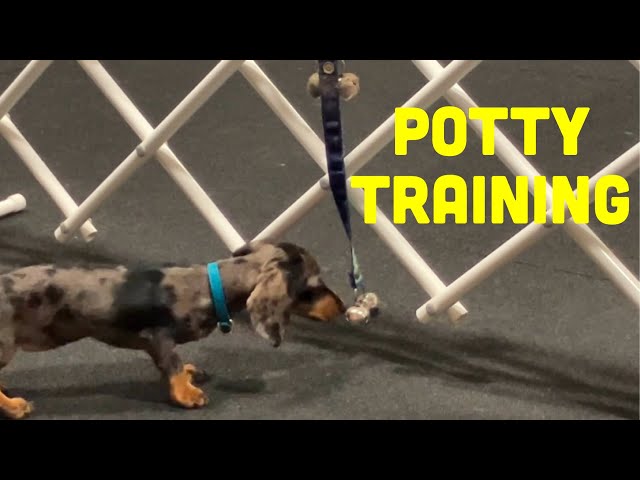 How to Train Dog to Ring Bell to Pee