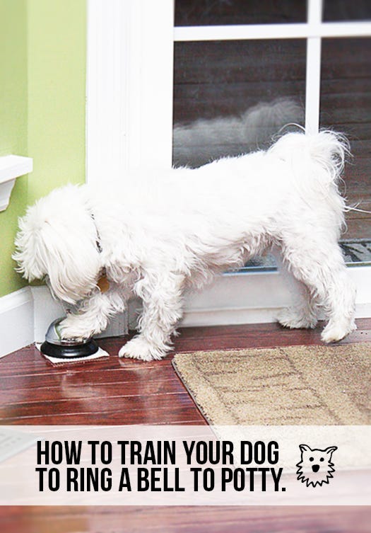 How to Train Dog to Ring Bell
