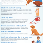 How to Train Dog to Run With You
