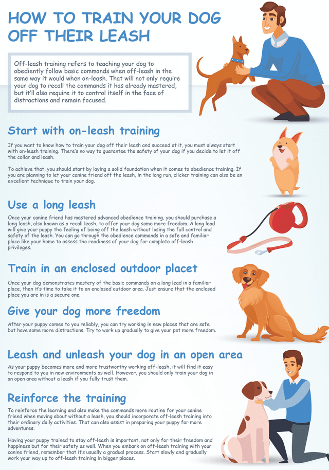 How to Train Dog to Run With You