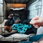 How to Train Dog to Sleep in Crate