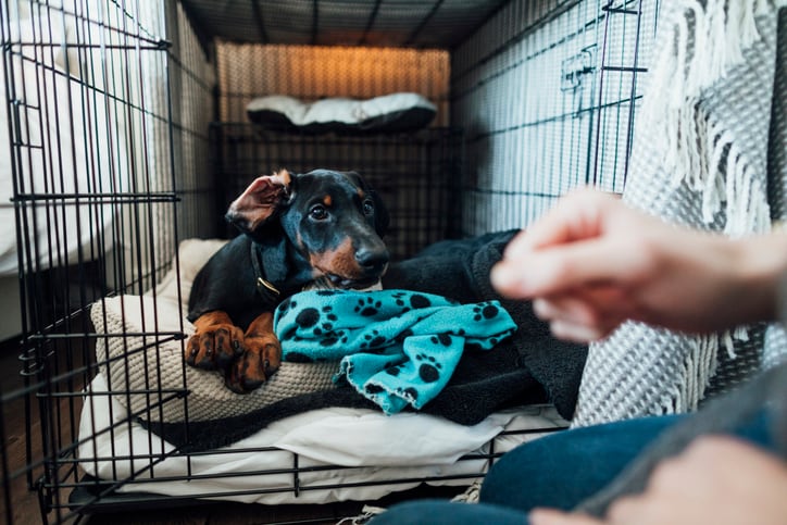 How to Train Dog to Sleep in Kennel