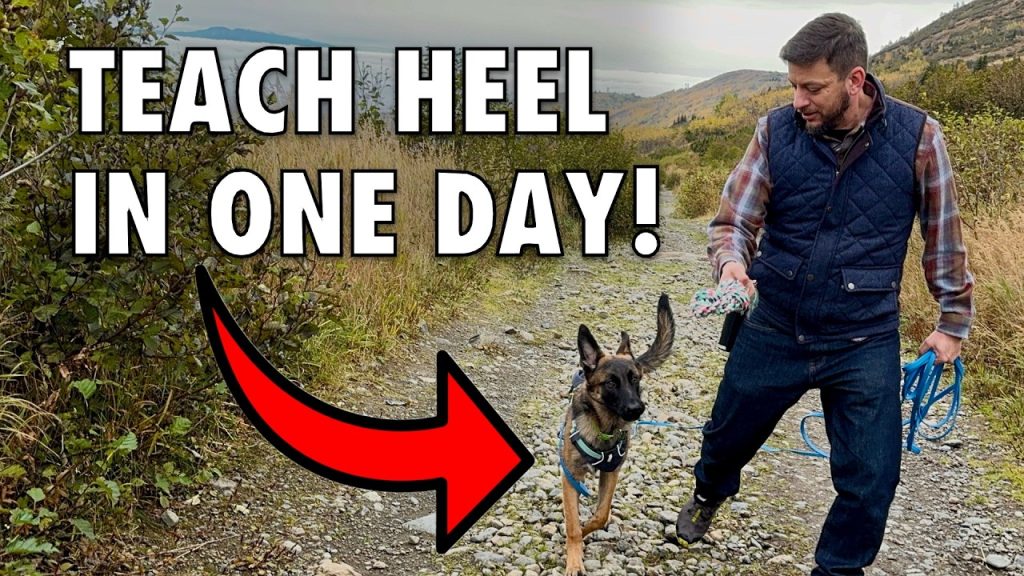 How to Train Dog to Stay by Your Side