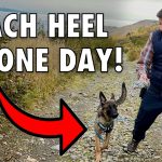 How to Train Dog to Stay by Your Side