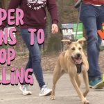 How to Train Dog to Walk Without a Leash