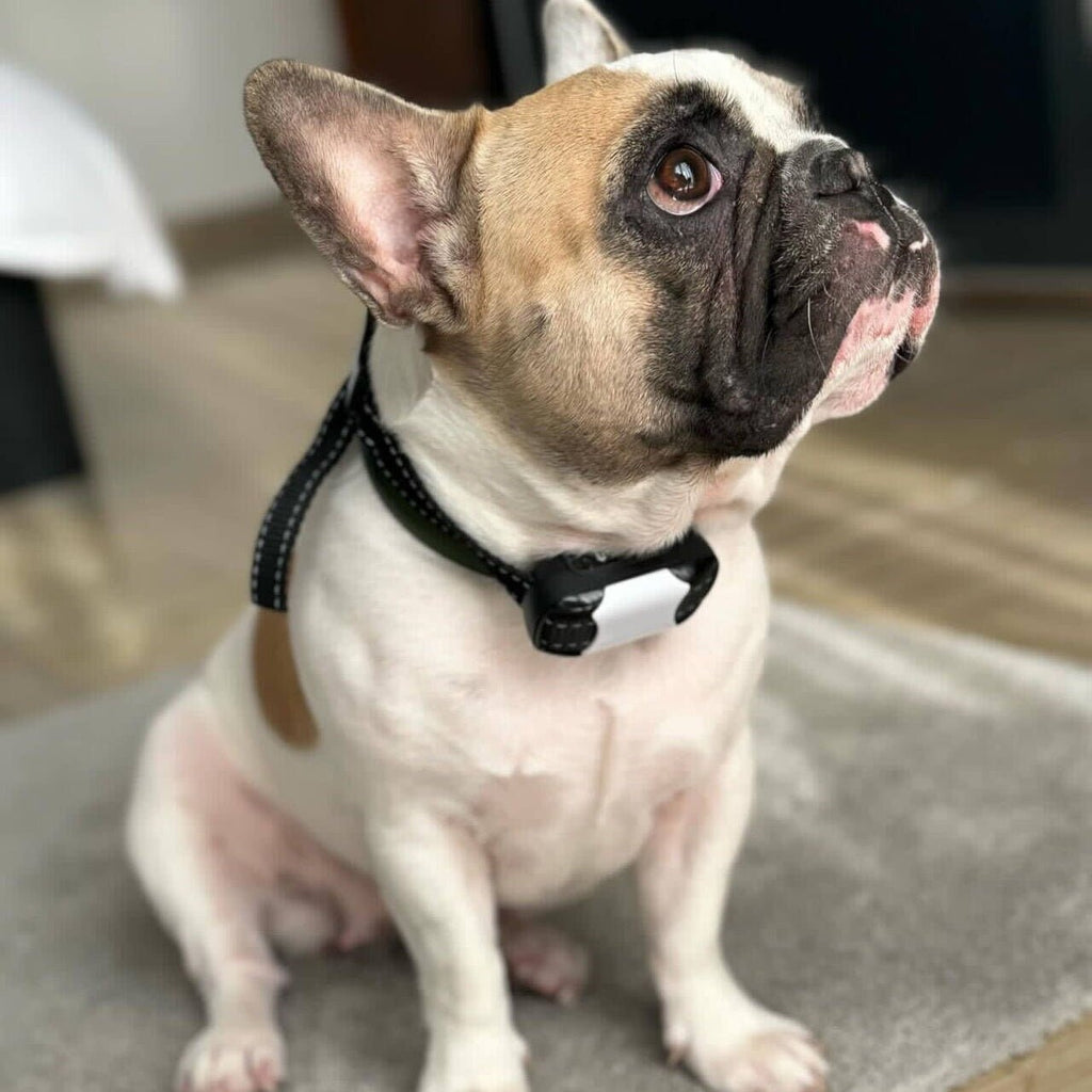 How to Train Dog Using Shock Collar