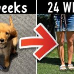 How to Train Dogs And Cats to Get along