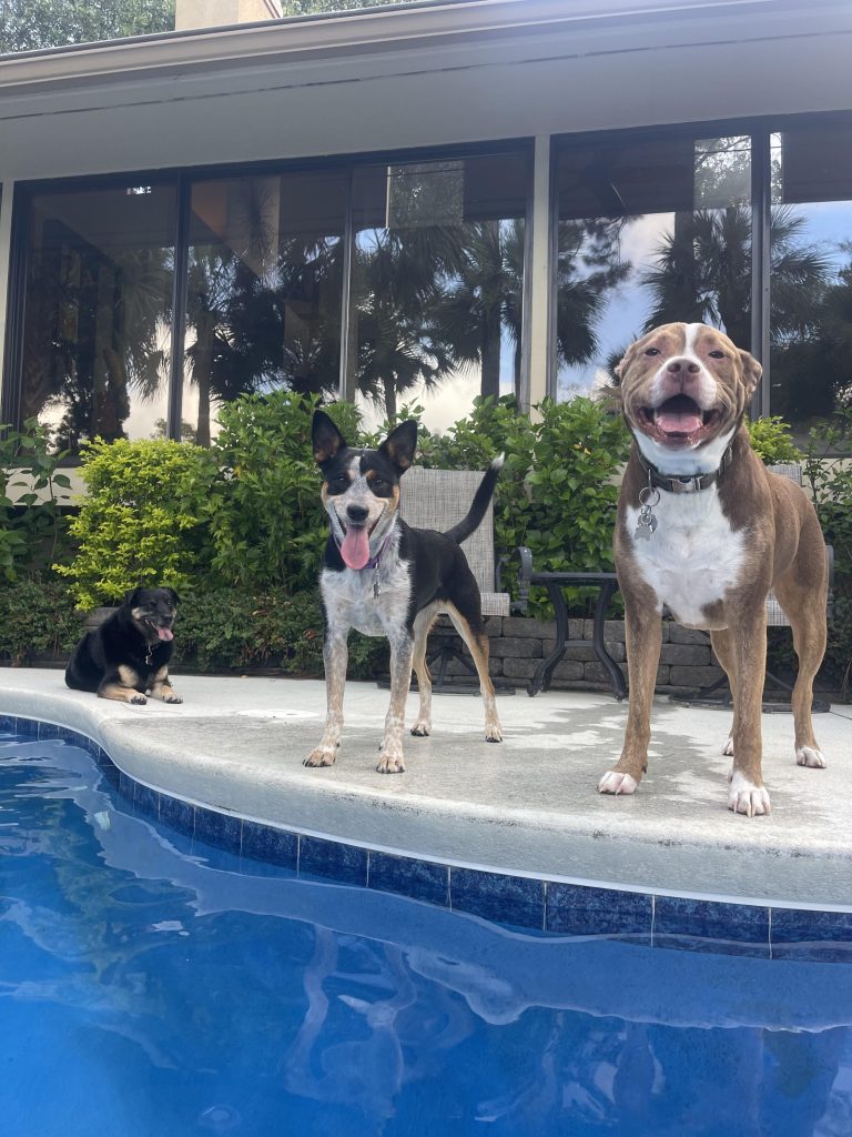 How to Train Dogs to Get along