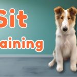 How to Train Dogs to Sit
