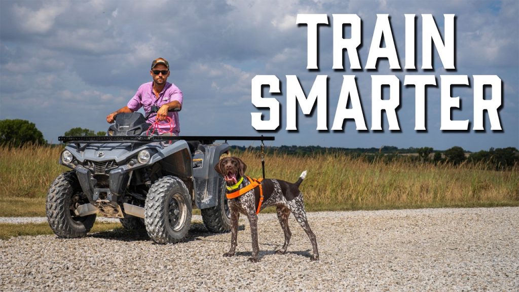 How to Train Hunting Dogs