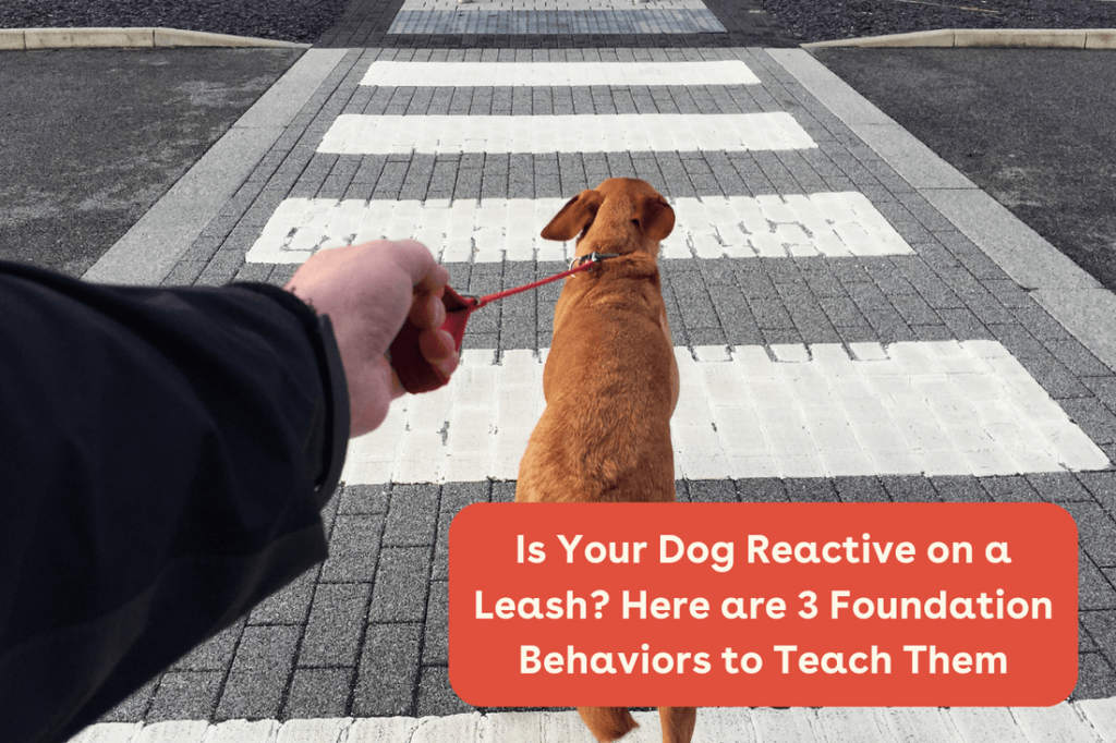 How to Train Leash Reactive Dogs