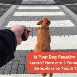 How to Train Leash Reactive Dogs