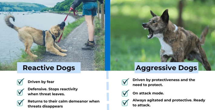 How to Train My Dog to Be Less Reactive