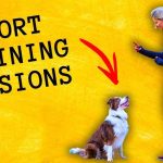 How to Train My Dog to Listen