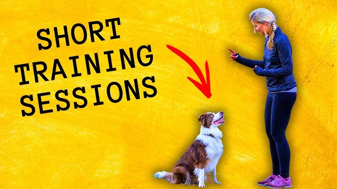 How to Train My Dog to Listen