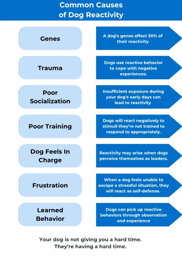 How to Train My Dog to Not Be Reactive