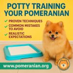 How to Train My Dog to Pee on the Pad