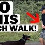 How to Train My Dog to Walk Next to Me