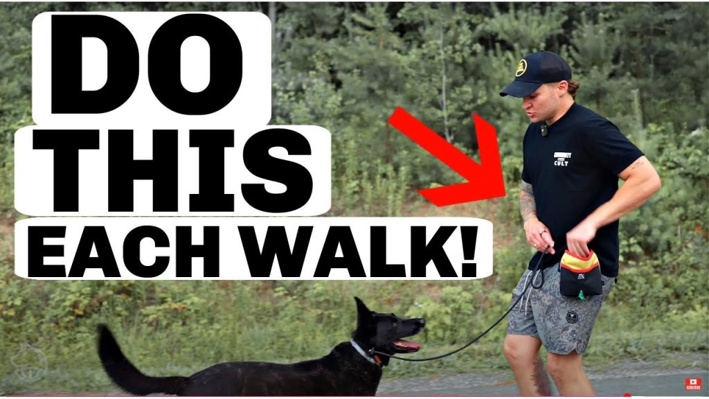 How to Train My Dog to Walk off Leash