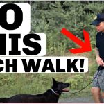 How to Train My Dog to Walk off Leash
