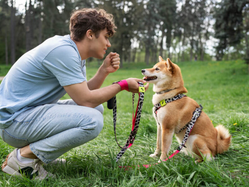 How to Train Older Dogs