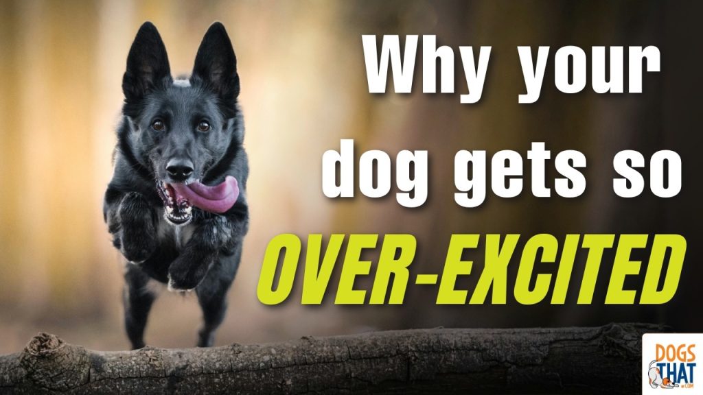 How to Train Over Excited Dogs