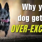 How to Train Over Excited Dogs