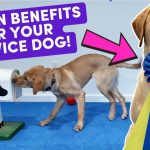 How to Train Puppy to Be Service Dog