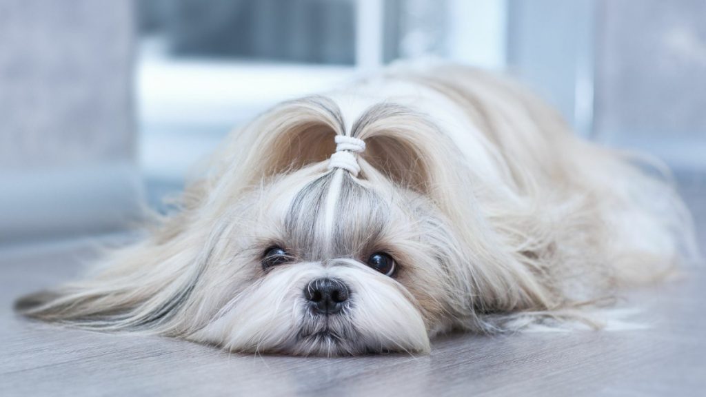 How to Train Shih Tzu Dog