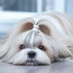 How to Train Shih Tzu Dog