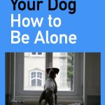 How to Train Your Dog to Be Alone