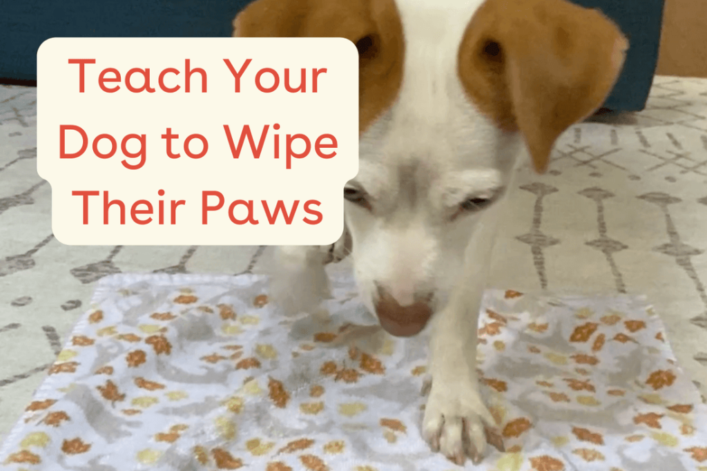 How to Train Your Dog to Give Paw