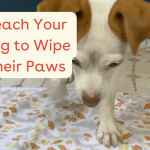 How to Train Your Dog to Give Paw