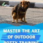 How to Train Your Dog to Go Bathroom Outside