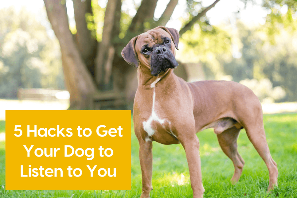 How to Train Your Dog to Listen