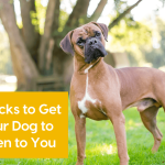 How to Train Your Dog to Listen
