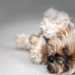 How to Train Your Dog to Play Dead