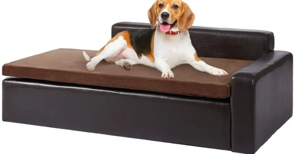 How to Train Your Dog to Stay off Couch