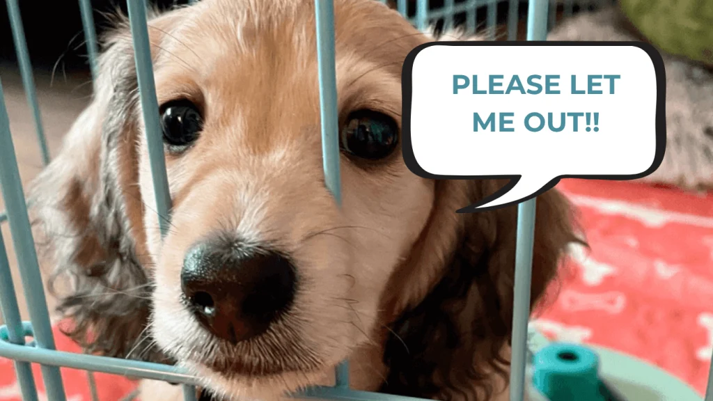 How to Train Your Dog to Stop Crying