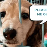 How to Train Your Dog to Stop Crying